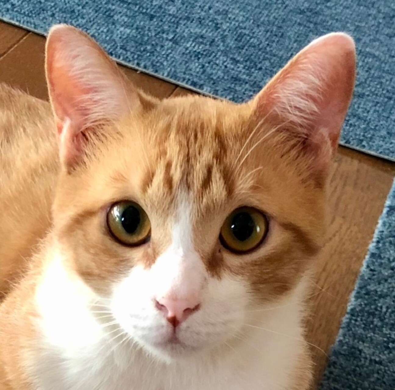 ねぇ遊ぼう！ハチワレ茶白」群馬県 - 猫の里親募集(382660