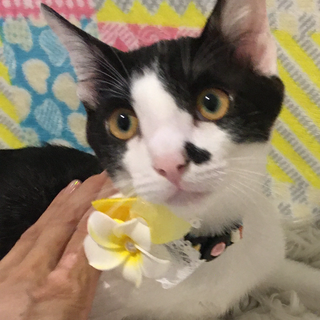 優しいハチワレちゃんトライアル決定！