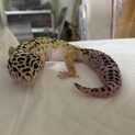 レオパ  ハイイエロー 2020.1月生まれ