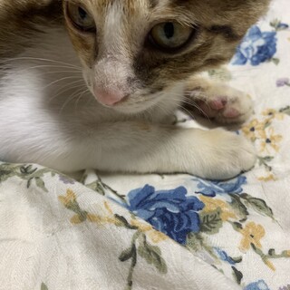生後3ヶ月くらいの子猫(女の子)です♪