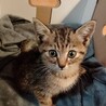 仔猫里親募集(生後１ヶ月キジトラ♂) サムネイル2