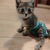 仔猫里親募集(生後１ヶ月キジトラ♂) サムネイル3
