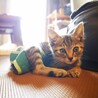 仔猫里親募集(生後１ヶ月キジトラ♂) サムネイル5