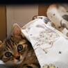仔猫里親募集(生後１ヶ月キジトラ♂) サムネイル6