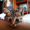 仔猫里親募集(生後１ヶ月キジトラ♂) サムネイル7