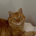 どっしり長毛茶トラ