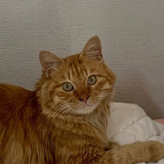 どっしり長毛茶トラ