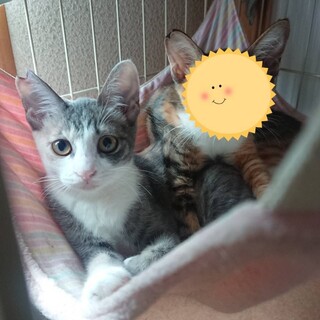 パステルミケちゃん