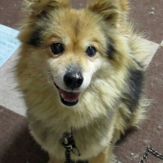 保健所レスキュー♥幸（さち）