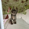 フワモコサビちゃん