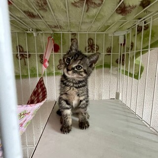 フワモコサビちゃん