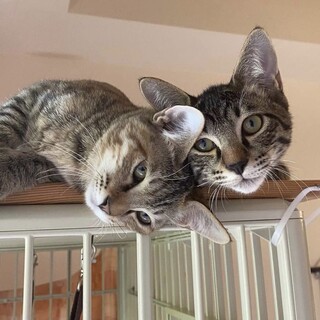 推定3ヶ月 オスとメス