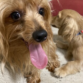 ありがとうございました