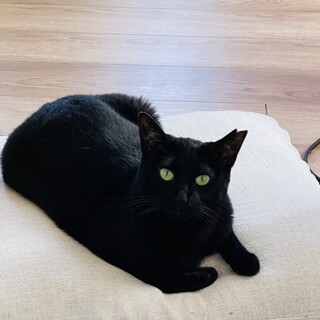 お留守番OK！単身者歓迎☆黒猫くぅちゃん