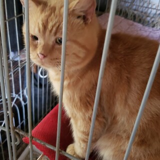 ブリーダー急死によりレスキューされた、立ち耳スコ