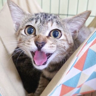 つぶらな瞳のサビトラ　さちちゃん