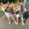 純血柴犬1歳の女の子複数