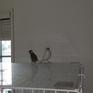 文鳥のつがい（オス白　メス桜）