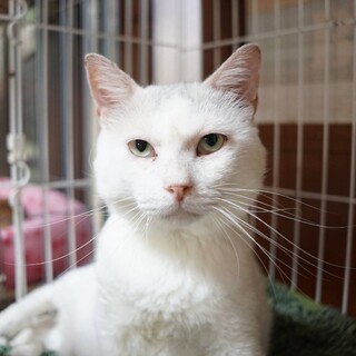 【いかぼー】募集を終了しました