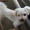 マルチーズ♂ユウ　推定6～7歳 サムネイル2