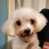 マルチーズ♂ユウ　推定6～7歳 サムネイル3