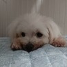 マルチーズ♂ユウ　推定6～7歳 サムネイル4