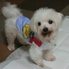 マルチーズ♂ユウ　推定6～7歳 サムネイル5