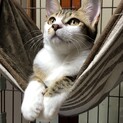 賢く穏やかなクールビューティーな子猫です。