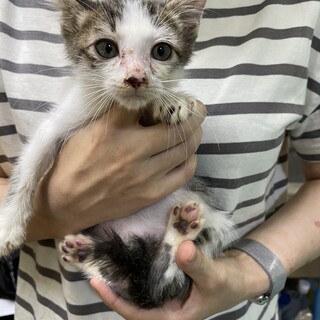 垂れ目のかわいいボー太♂1.5ヶ月