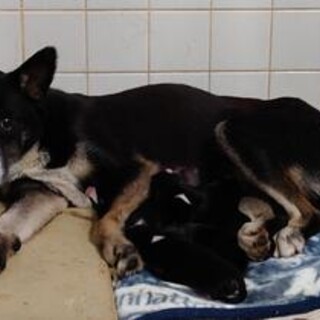 ★殺処分ゼロにご協力を★5匹仔犬と母犬329