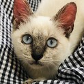 ブルーの目が可愛いシャム系仔猫