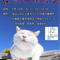 稲ねこ　保護猫譲渡会　仔猫祭りです！