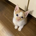 茶白オス約2ヶ月