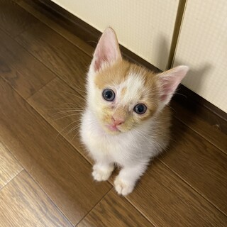 茶白オス約2ヶ月