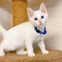 冒険大好き！掃除機もお友だちの子猫ちゃん♪