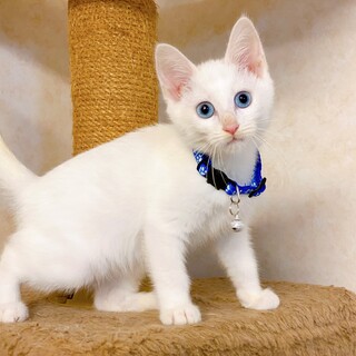 冒険大好き！掃除機もお友だちの子猫ちゃん♪