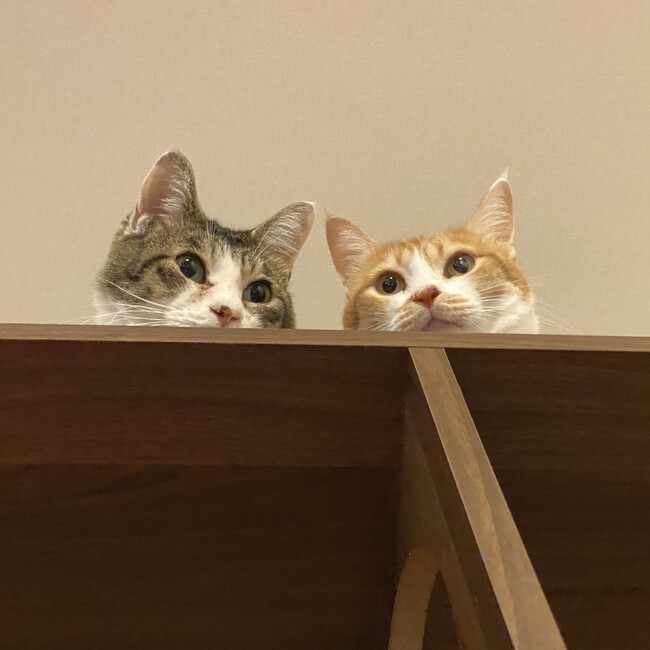 すねあやすねのカバー写真