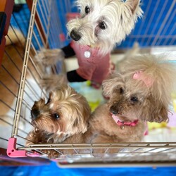 ハッピーライフ譲渡 サムネイル1