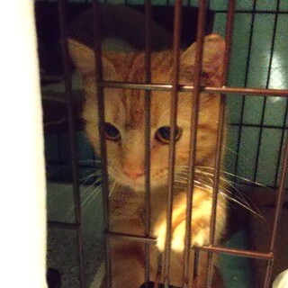 きれいな茶トラ柄の女の子です