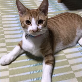【去勢手術済み】甘えん坊な茶白の男の子