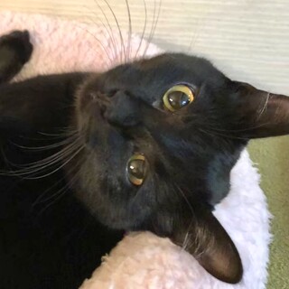 マイペースなべっぴんさんのあずきちゃん❣️