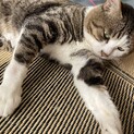 大切に飼っていただける方にお願いです。