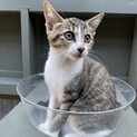 【サロンシャンプー済み】美猫のサバ白ちゃん
