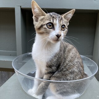 【サロンシャンプー済み】美猫のサバ白ちゃん