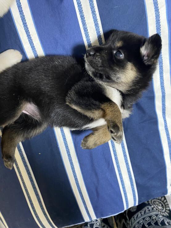 コロコロかわいいヤンチャ＆甘えん坊兄妹(o^^o) サムネイル2