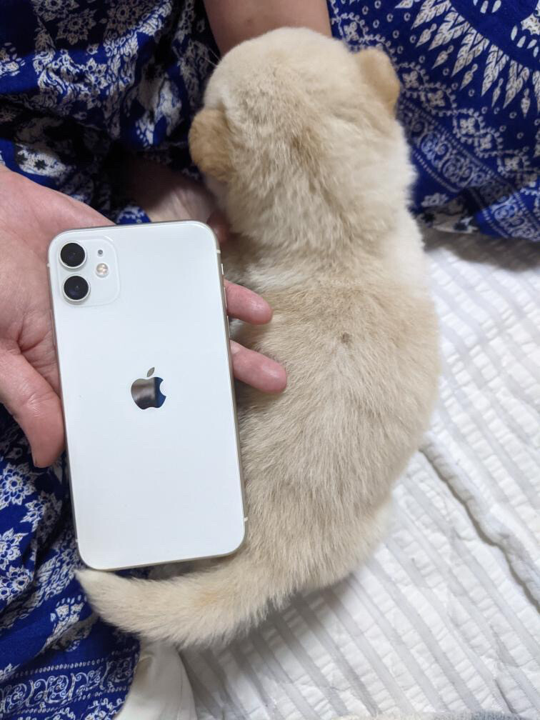 コロコロかわいいヤンチャ＆甘えん坊兄妹(o^^o) サムネイル7