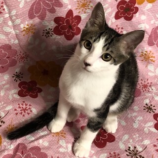 ゴロゴロ音は最大です、ルイ君