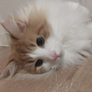 里親募集します