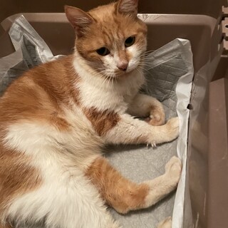 ※募集休止 【もなか♀】おっとりおばあにゃん