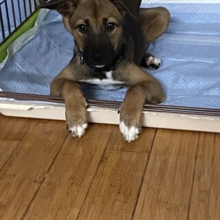 シャイなピースの優しいお家を探しています